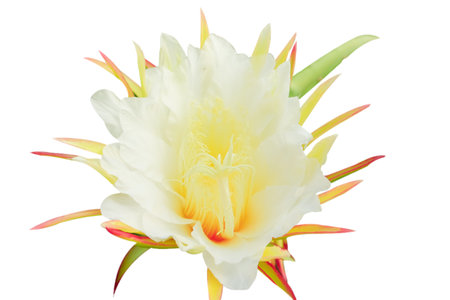 Dragon fruit flower in bloom isolated on white backgroundの写真素材