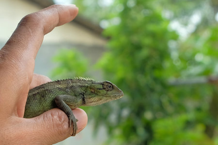 Lizard or pet chameleon in human hands on blurred background, Pet reptile.