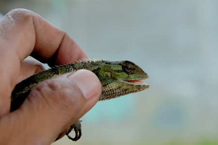 Lizard or pet chameleon in human hands on blurred background, Pet reptile.の写真素材