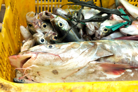 Selective focus, Fresh mackerel and kedukang (Hexanmatichthys sagor) just arrived from the sea...