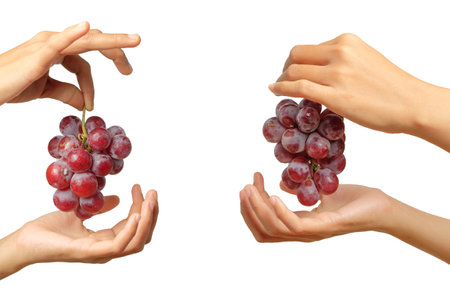 Bunch of grapes in woman's hands on white background with clipping pathの写真素材
