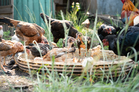 chickens and chickens in the village on a sunny summer dayの写真素材