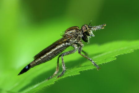 Robber fly on green leaf in the wild, closeup of photo
