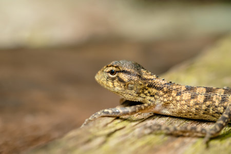 Close up shot of a lizard on a log in the forest.の写真素材