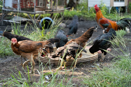 chickens and roosters in the village on the farm