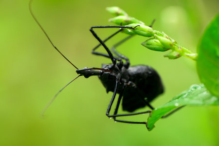black bug in green nature or in the garden or in the parkの写真素材