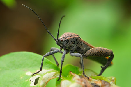 Beetle on plant in the wild, closeup of photo