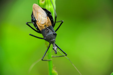 Macro shot of a black bug on a blade of grass.の写真素材