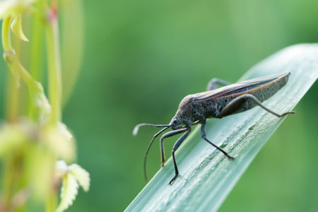 insect on green leaf in the wild nature or in the gardenの写真素材