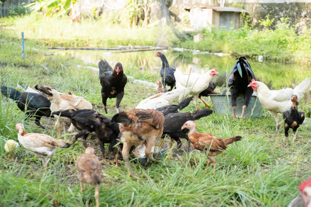 chickens and roosters on the farm in thailandの写真素材