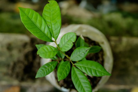 Close up of small tree in a pot, selective focus, nature backgroundの写真素材