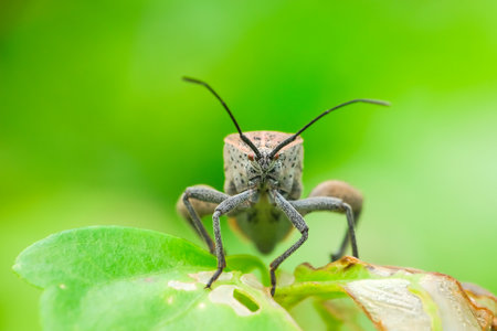 stinkbug on green leaf in the nature or in the gardenの写真素材