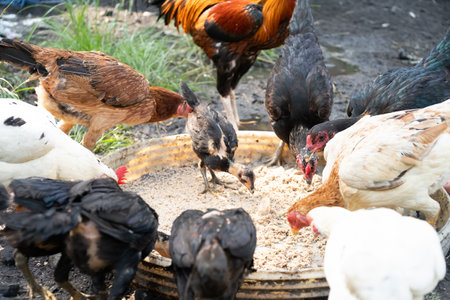 Chickens and roosters on traditional free range poultry farmの写真素材