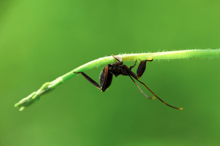black ant on green leaf in the wild, closeup of photoの写真素材