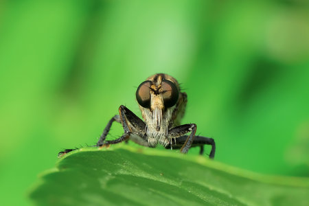 insect on green leaf in the wild nature or in the gardenの写真素材