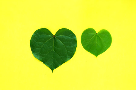 Green leaf heart shape on yellow background. Valentine's day concept.の写真素材