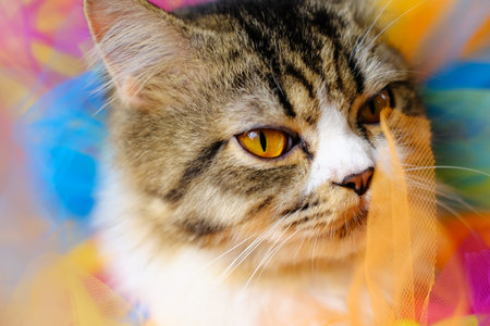 Portrait of a cat on a multicolored background close upの写真素材