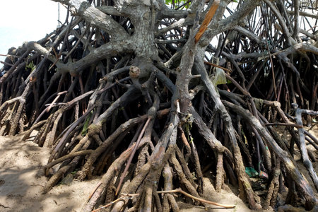Mangrove tree on the beach of Indonesianの写真素材