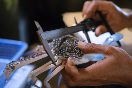 Hands of a man working on a crab with caliper.の写真素材