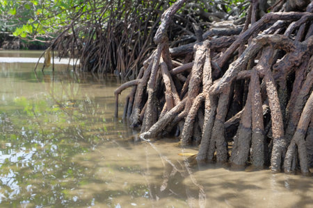 The roots of mangrove trees are long, special roots for mangrove trees to breathe during low tideの写真素材