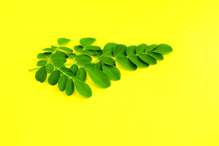 Moringa leaves isolated on yellow background. Moringa oleifera.の写真素材