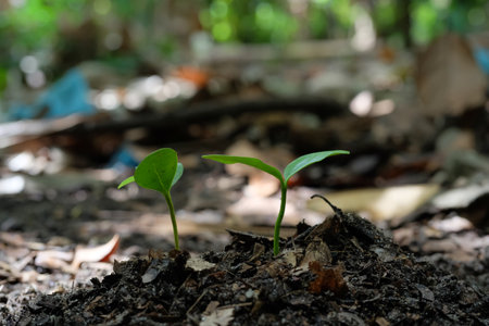 Green seedling growing from soil in a garden with blurred background.