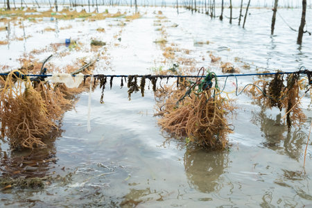 Cultivation of seaweed in coastal waters of Legundi, Lampung, Indonesiaの写真素材