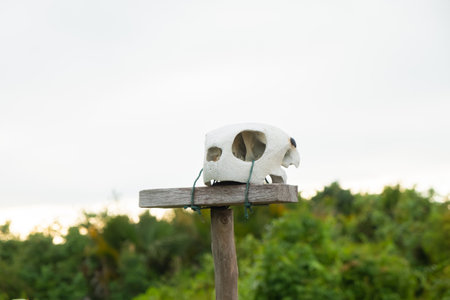 Animal skull on the pole in the garden with a nature backgroundの写真素材