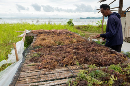 Lampung, Indonesia, April 10 2023: A seaweed farmer is drying the harvested algae in the sun before selling. Seaweed cultivationのeditorial素材