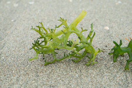 green seaweed on the beach with sand background, close-up