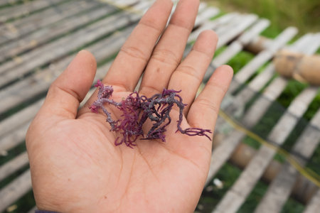 Purple seaweed in the hand of a man. Selective focus.