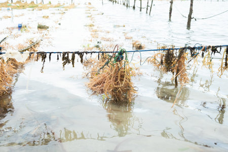 Cultivation of seaweed in coastal waters of Legundi, Lampung, Indonesiaの写真素材
