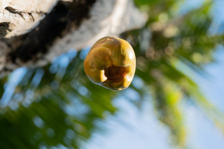 Small coconuts fall from the coconut tree shooting from the bottom of the trunk upwardsの写真素材