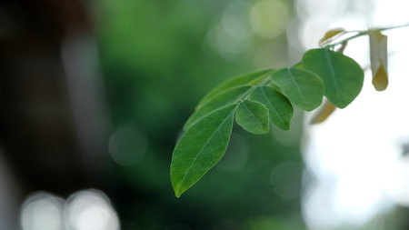 Medicinal plants Moringa Oleifera leaves, space for text, copy spaceの写真素材