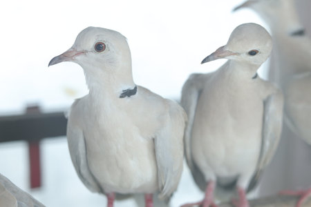 Close-up of pigeons on a tree branch.の写真素材