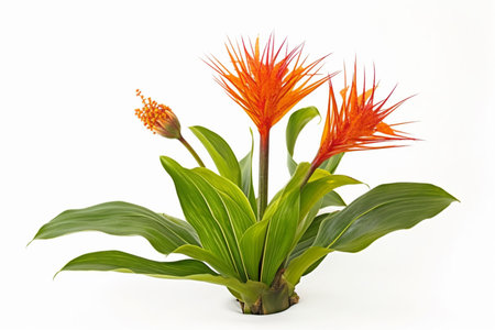 Scadoxus Multiflorus plant on white background. generative AIの素材