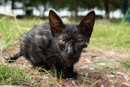 Dirty black cat in the bushesの写真素材