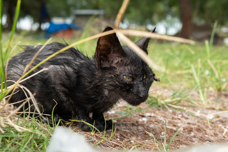 Dirty black cat in the bushesの写真素材