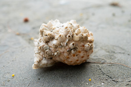 A snail shell in the sand on the beach.の写真素材