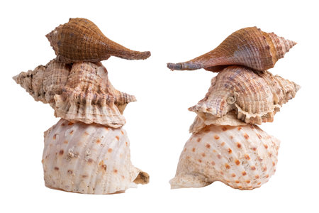 Stack of assorted sea conch shells on white background for decoration or souvenirの写真素材