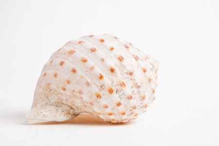 Macro shot of a sea conch shell on a white backgroundの写真素材