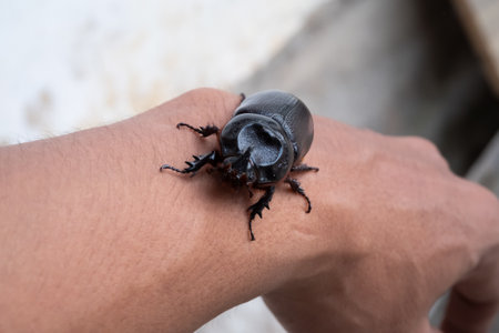 Rhinoceros beetle in man's handの写真素材