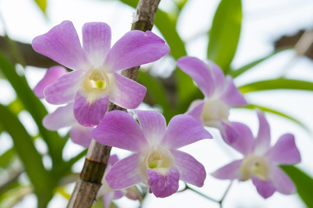 Purple orchids on the tree in the garden Thailand.の写真素材