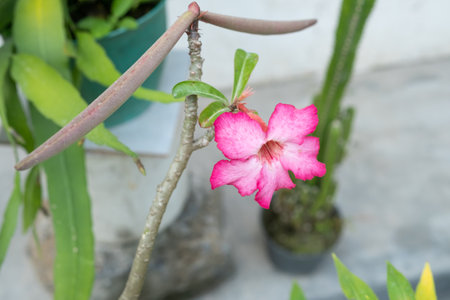 Japanese frangipani flower (adenium) with stick fruit in the gardenの写真素材