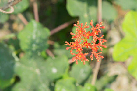 Jatropha curcas fruit plant with bright red flowers, when it becomes fruit it turns green on a blurred backgroundの写真素材