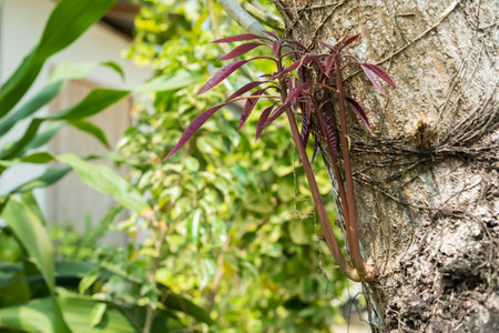 The young shoots of mango tree leaves are rich in health benefitsの写真素材