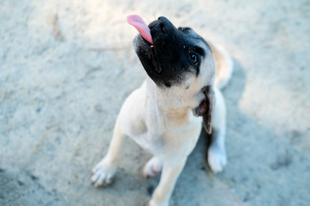 Cute puppy dog with tongue sticking out, selective focus on noseの写真素材