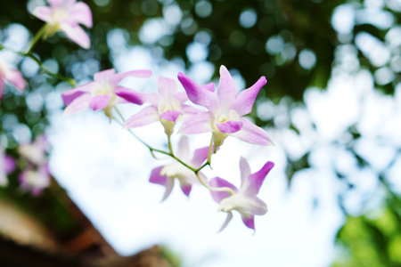 Purple orchid flower in the garden with bokeh background