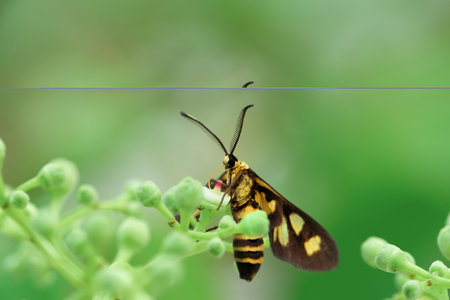 butterfly on green leaf in the nature or in the gardenの写真素材