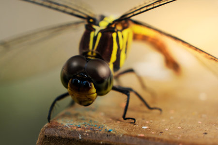 Macro shot of a dragonfly on a piece of wood.の写真素材